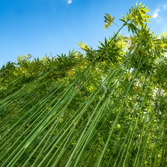 Hemp gummy equipment