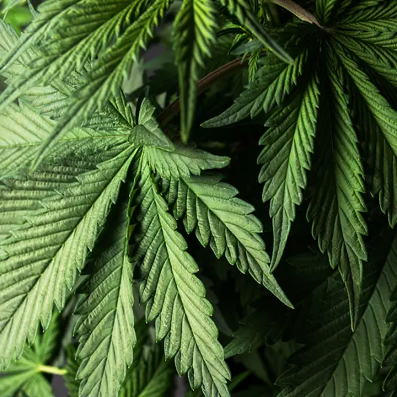 Hemp gummy equipment